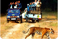 North India Wildlife