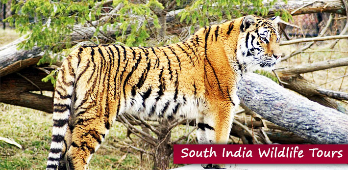 South India Wildlife Packages