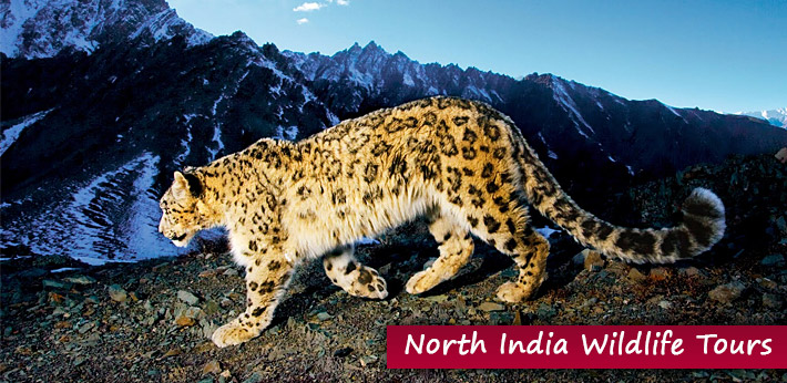 North India Wildlife Packages